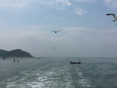 -长岛万鸟岛