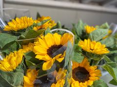 -白佛花鸟鱼虫批发市场小型宠物交易(东区)