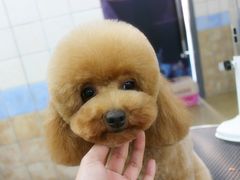 宁波诺比宠物美容日系精修-诺比宠物医院心脏内科·泌尿肾内外科·骨科急重症
