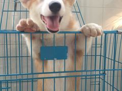 -翊宠yipet猫狗购宠庄园犬舍•猫舍