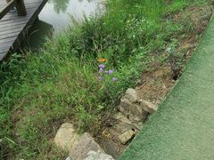 -大塘金香草谷