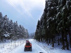 -武陵山森林公园