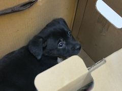 -爱妮康宠物医院·干细胞免疫细胞·肿瘤·心脏(张江店)