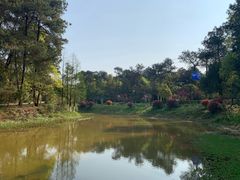 -铁山坪森林公园