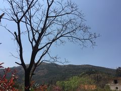 -长虫山生态公园风景林