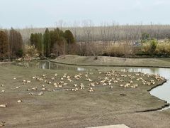 -溱湖国家湿地公园