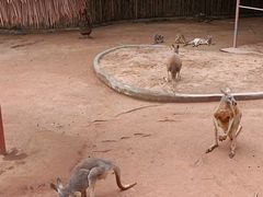 -深圳野生动物园