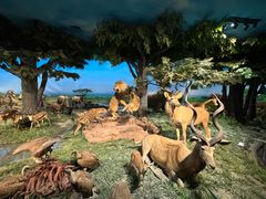 -国家自然博物馆