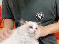 -lincat·猫舍(广州店)