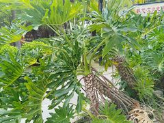 -白沙门生态公园