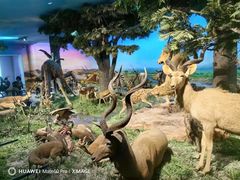 -国家自然博物馆