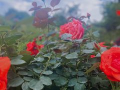 -铁山坪森林公园