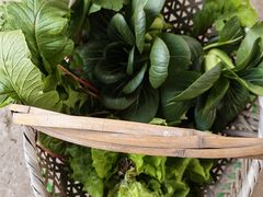 -马陆小张葡萄园农家乐