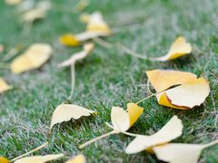 -重庆市江北嘴中央商务区中央公园