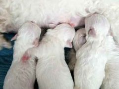 -爱宠屋pet shop·宠物洗澡·宠物美容
