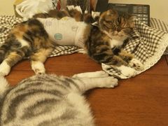 -联萌宠物医院(猫病专科)