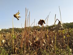 -盘龙城国家考古遗址公园