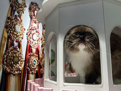 -青奢宠物·青奢猫舍