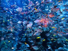 -成都浩海立方海洋公园