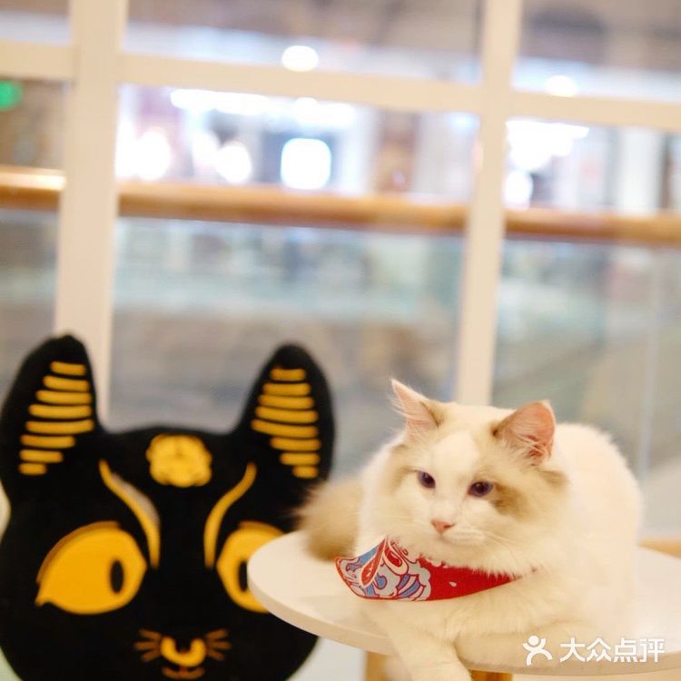 帕贝斯特猫花园|埃及艳后的万圣夜🎃🎃