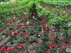 -艾提尕尔清真寺