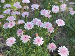 -鹅湖玫瑰文化园