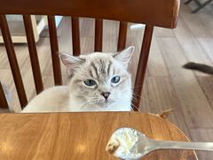 -有猫主题·治愈系猫咖(曾厝垵店)