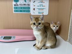 -谐和贝康宠物医院24小时·宠保定点(急重症转诊中心)