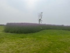 -海上花岛玫瑰园采摘