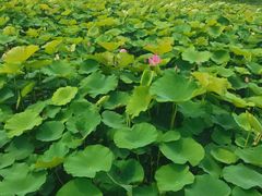 -梁鸿国家湿地公园