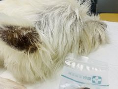 -爱侣宠医·鹦鹉专科·小型哺乳类·异宠专科(灵石路店)