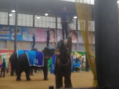 -东芭乐园