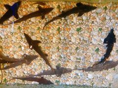 -荣德灶台鱼(圣泉寺店)