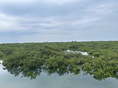 -北海金海湾红树林生态旅游区