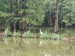 -池杉湖湿地公园