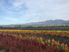 -富田农场