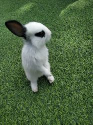 -萌宠亲子动物乐园(槐房万达店)