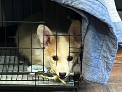 -猫尾侦探俱乐部·剧本杀·狼人杀