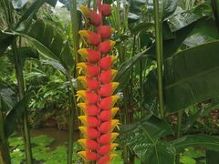 -中国科学院西双版纳热带植物园