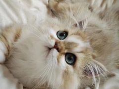 -十月米努特矮脚猫舍