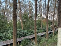 -合肥滨湖国家森林公园