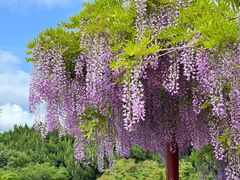 -嘉定紫藤园