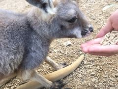 -可伦宾野生动物保护区