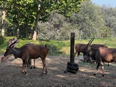 -北京野生动物园