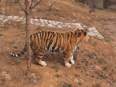 -石家庄市动物园