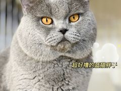 -猫宠乐园·专业洗护