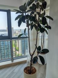 -HEYAN荷妍专业脱毛连锁机构