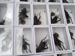 -中环花鸟鱼虫市场