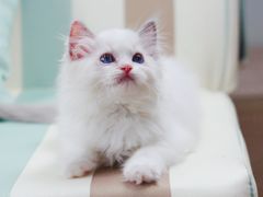 -Bastet sally猫舍购宠(静安店)