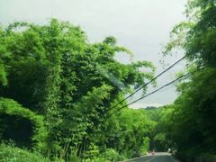 -沐川竹海旅游景区